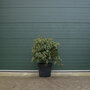 Rhododendron meerkleurig 80-90 cm
